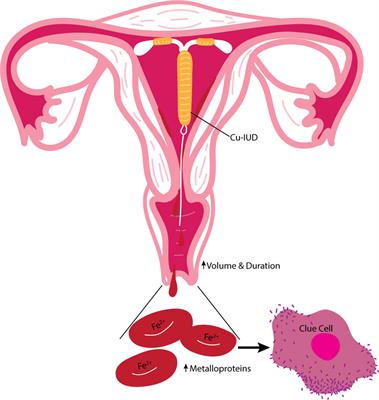 The impact of contraceptives on the vaginal microbiome in the non-pregnant state